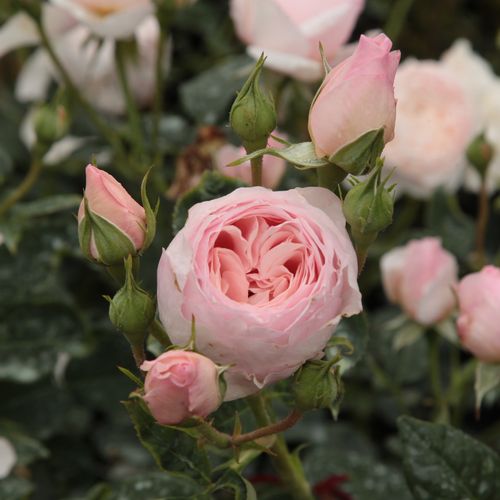 Rosen Online Shop - Rosa Ausblush - rosa - englische rosen - stark duftend - David Austin - Für eine optimale, romantische Wirkung, soll man diese Sorte auf andere jährlich blühende Pflanzen oder Büsche ranken lassen.